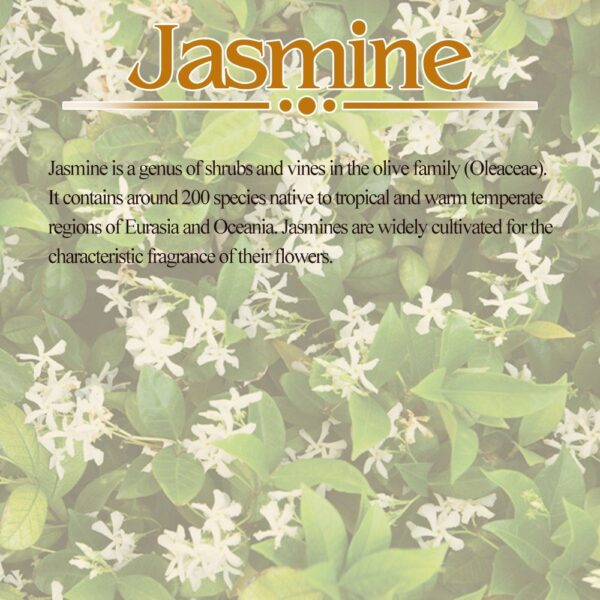 Jasmine Hair Oil - Image 4