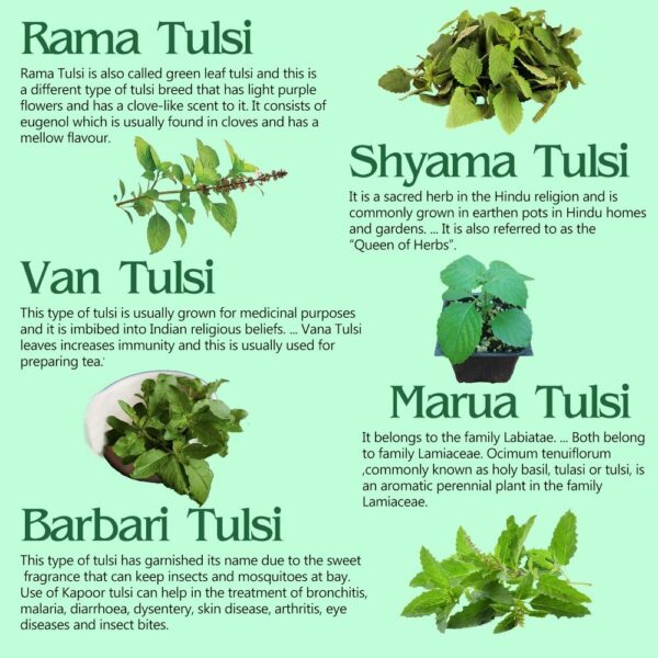 Panch Tulsi Swaras - Image 4